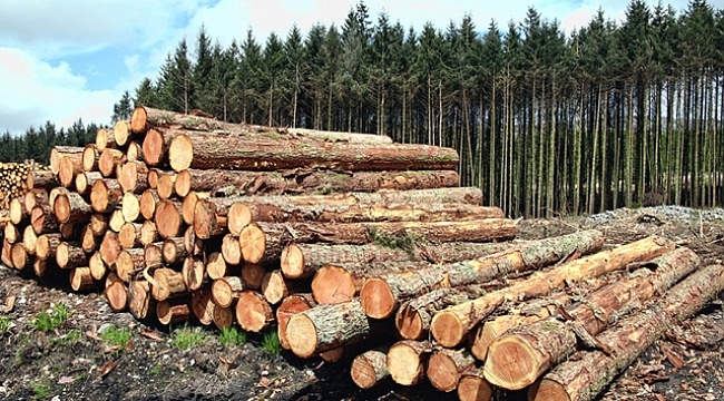 75 % من إنتاج الأخشاب في تركيا هي عبارة عن إنتاج من خشب الجذوع والألياف