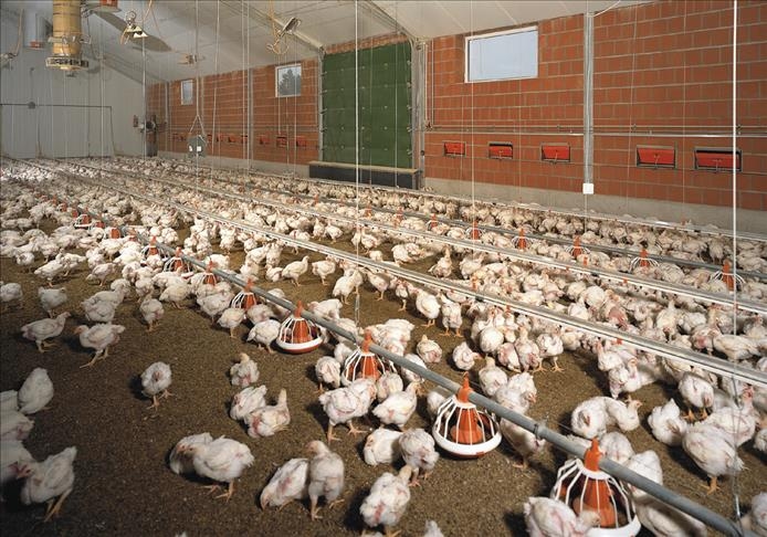 مشاريع تربية الدجاج في تركيا
