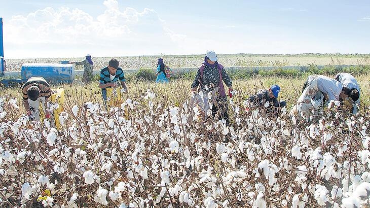 صناعة النسيج في تركيا تحتاج إلى مليون و514 ألف طن من القطن