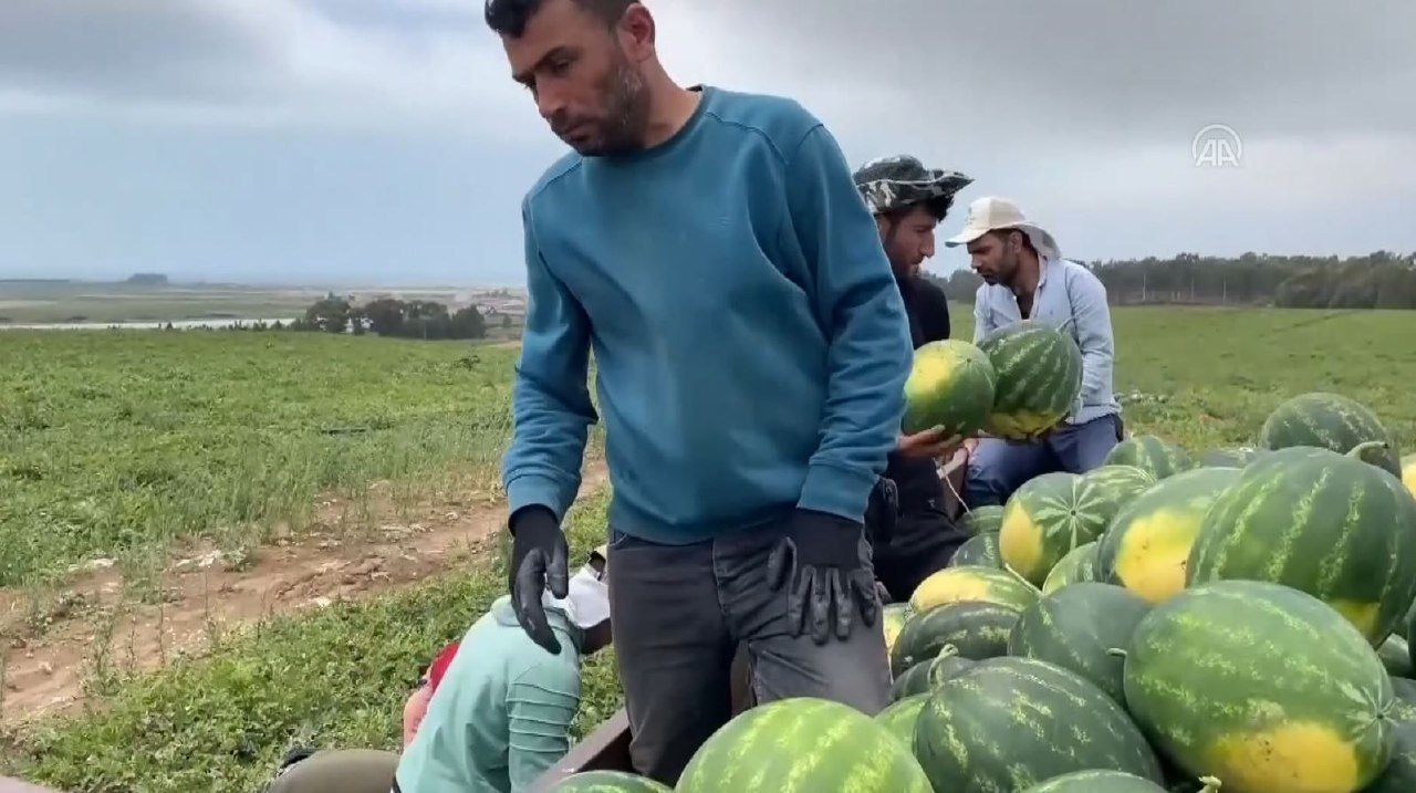 زراعة البطيخ في تركيا