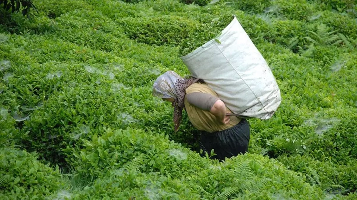 سنة 1912 بدأت زراعة الشاي لأغراض تجريبية في ولاية ريزة التركية