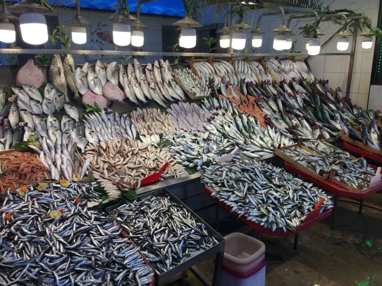 يجب الحرص على عدم شراء الأسماك من أي مكان فذلك قد يهدد صحتك قبل استنزاف مالك