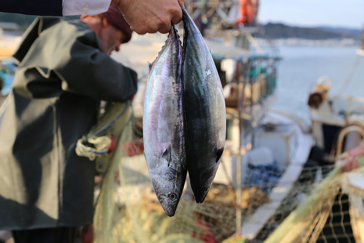 ما يميز تركيا تنوع الأسماك فيها